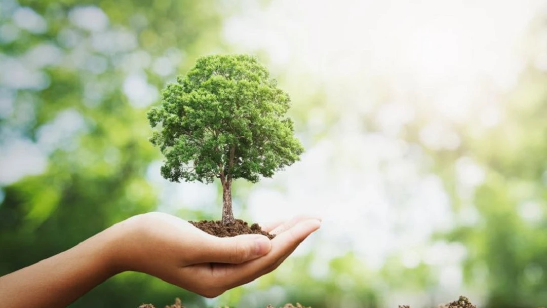 ciclo de vida del arbol