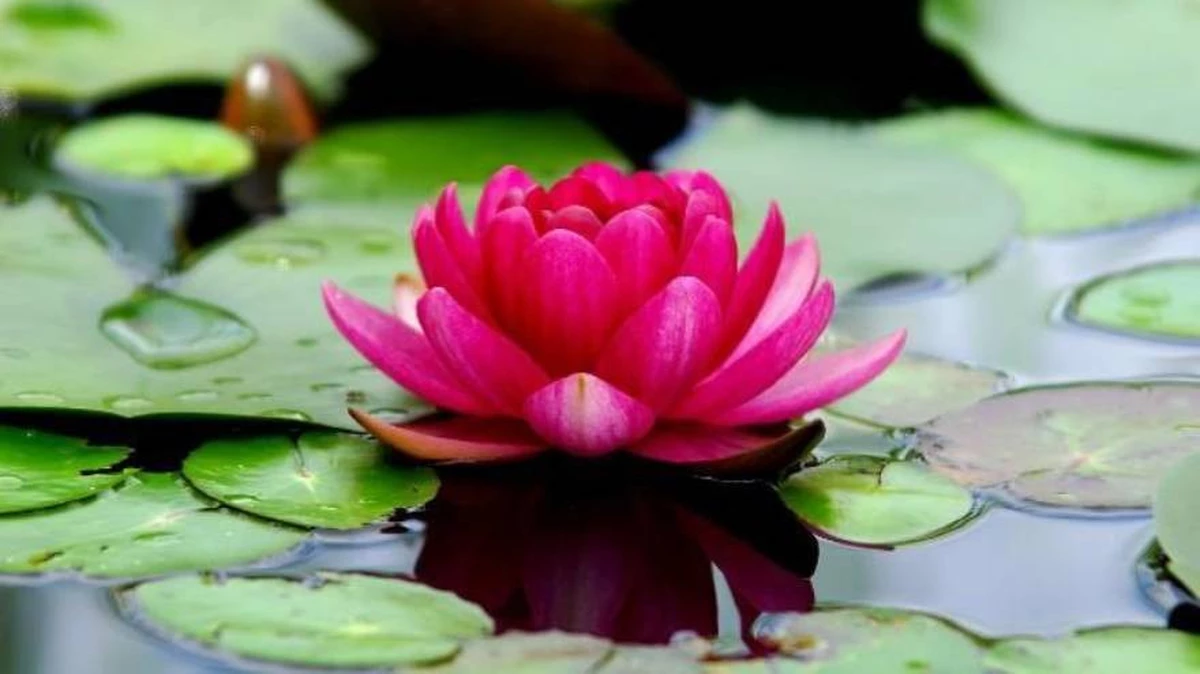 Flor de loto: qué es, significado, concepto, características