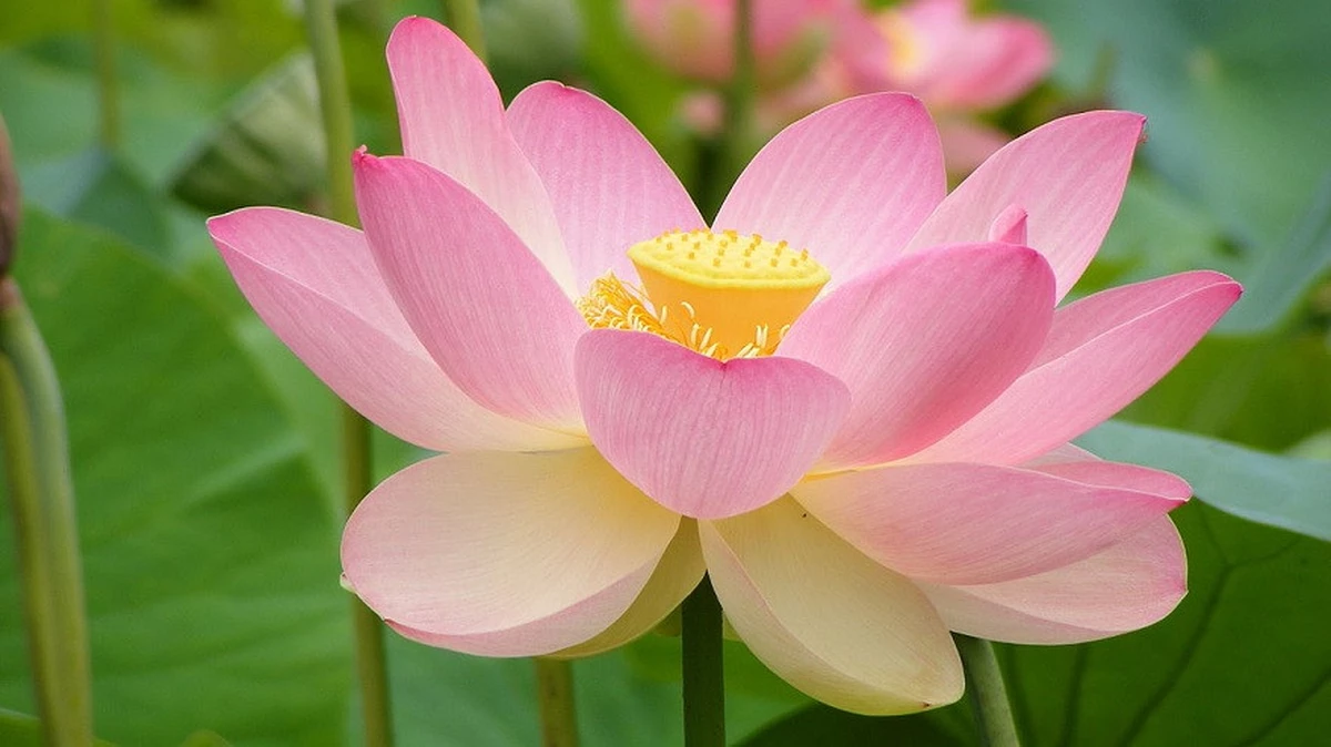 Sabes cuál es el significado de la flor de loto?, Multimedia