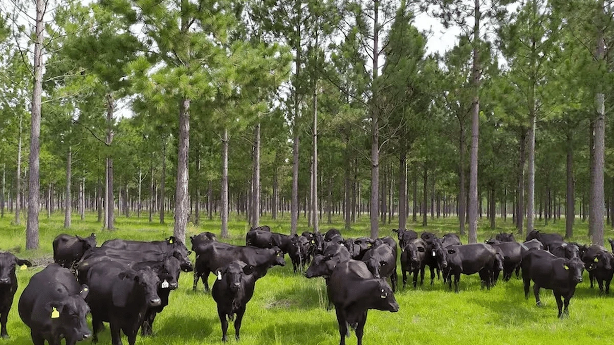Cambio climático: La iniciativa de la Sociedad Rural Argentina que fue ...