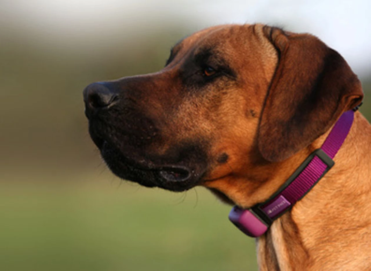 Presentan "collares inteligentes" para monitorear la salud de su mascota