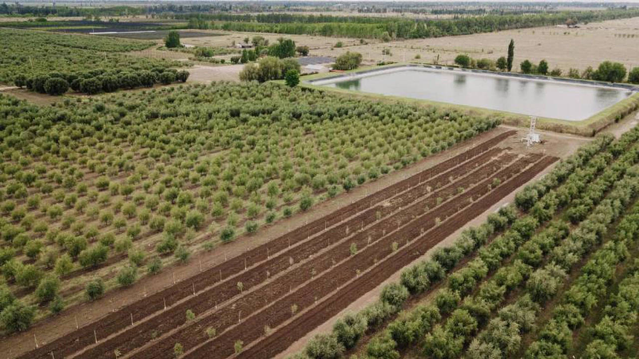 Cómo es el proyecto de una olivícola de Mendoza que apuesta por la economía circular