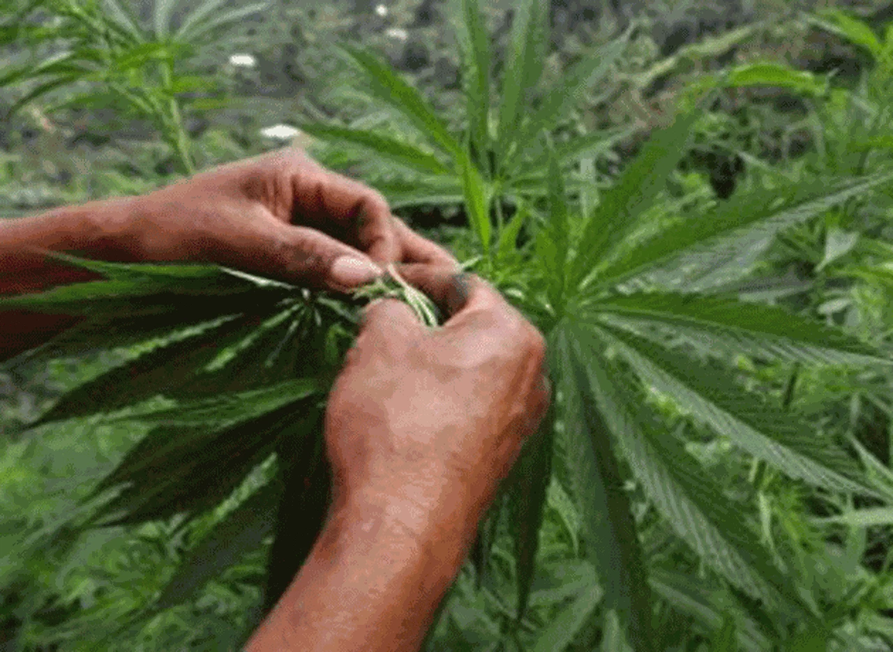 Uruguay abre la licitación para empezar a producir marihuana