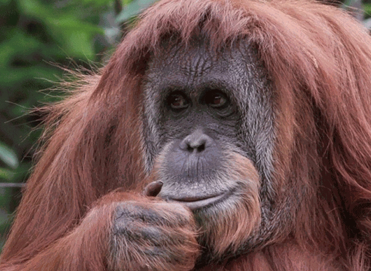 En un hecho inédito, permiten que la orangutana Sandra tenga representantes legales