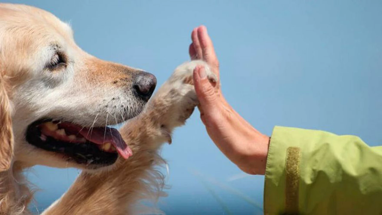 Terapia con animales: cómo los perros, gatos y caballos ayudan a curarse a grandes y chicos