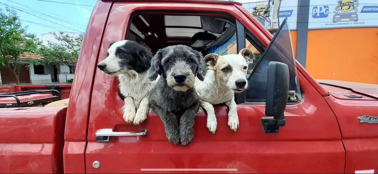 Este empresario argentino dejó una vida de lujos para convertirse en rescatista y salvar a más de 20.000 perros