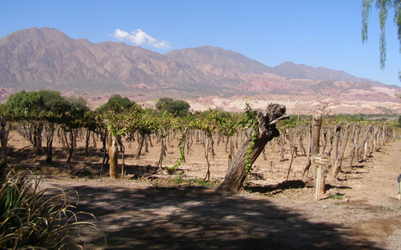 Lanzan una ruta del vino regional, que unirá a la Argentina con Chile, Brasil y Uruguay