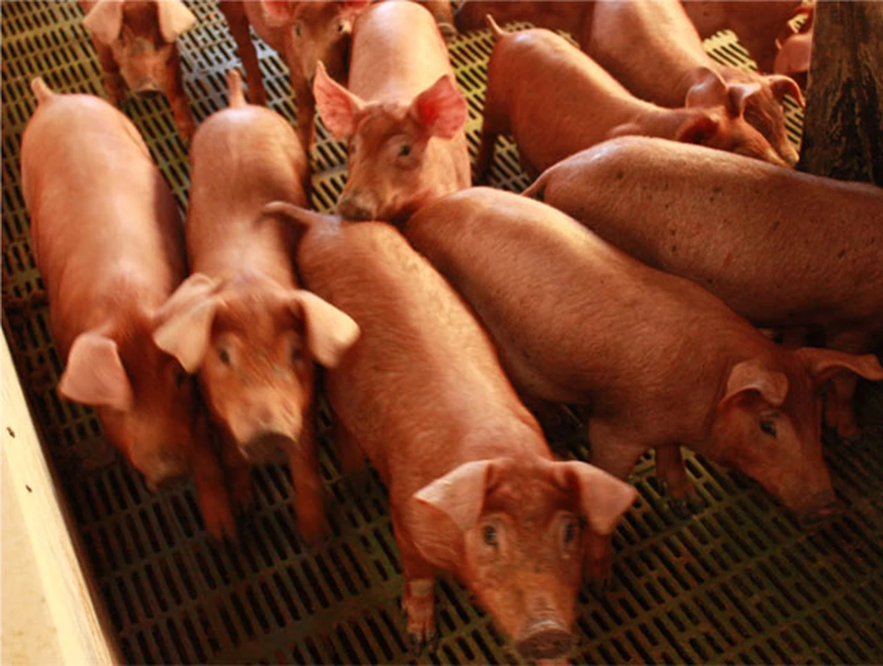 Cadena porcina: la AFIP estableció un pago a cuenta en IVA para los frigorí­ficos