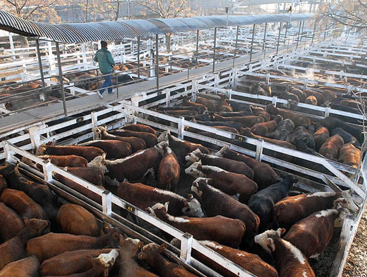 Cayeron un 13% las exportaciones de carne en el primer semestre