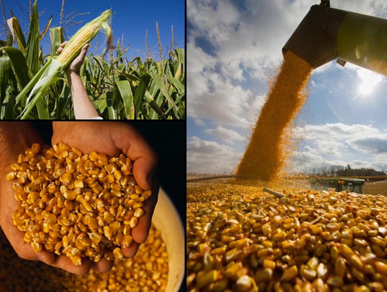 China recibió el primer gran embarque de maí­z argentino