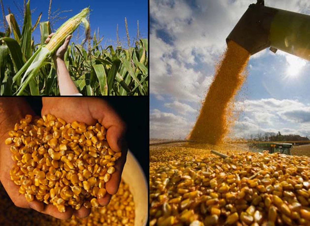 China podrí­a aumentar sus importaciones de maí­z argentino por acopiamiento