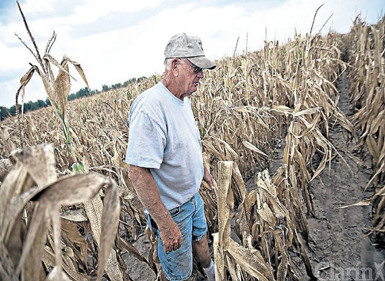Preocupan los "agrodólares": 13 millones de hectáreas de soja y maí­z están en situación "regular o mala"