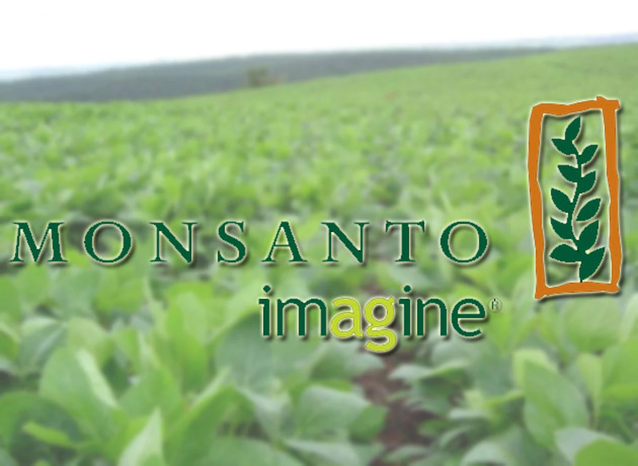 Gana Monsanto: los exportadores ya revisan si la soja usa la tecnologí­a transgénica de la empresa