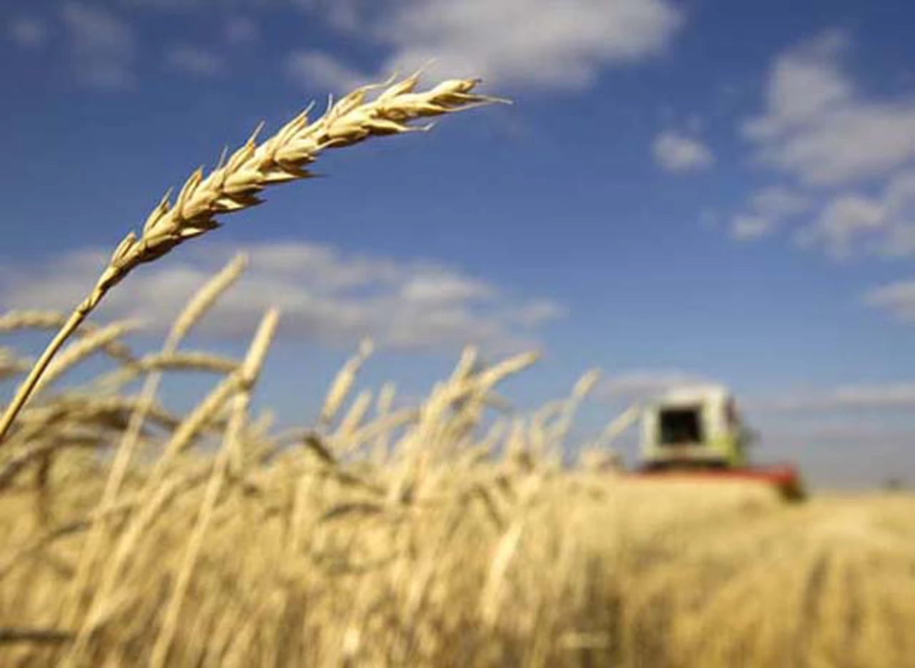 Tras las amenazas del Gobierno, el trigo bajó de precio por primera vez en un mes