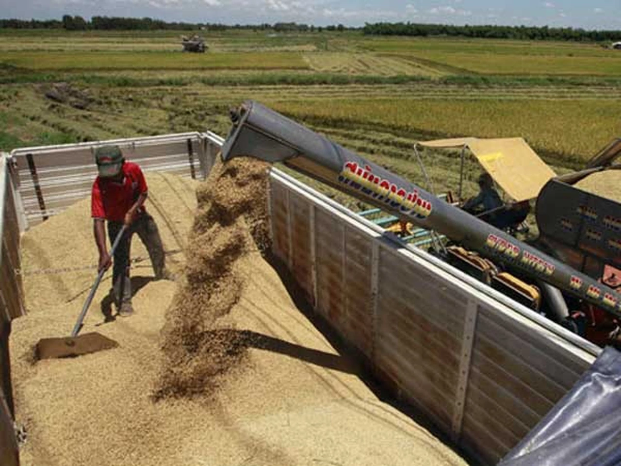 Incrementan las proyecciones para la soja a 54,5 millones de toneladas