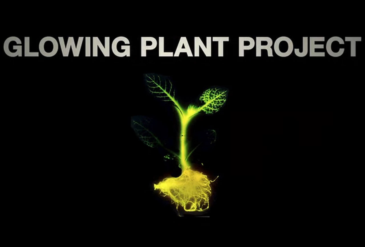 ¿Brillando como un árbol? Lanzan proyecto para crear "plantas luminosas"