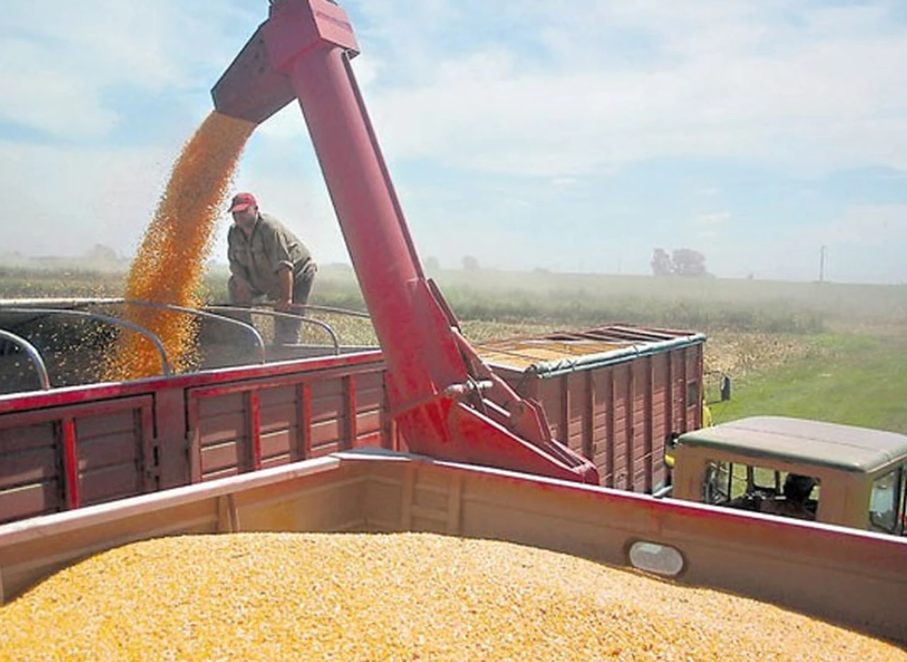 Los productores, en alerta: pierden $18.000 por cada camión de trigo que venden