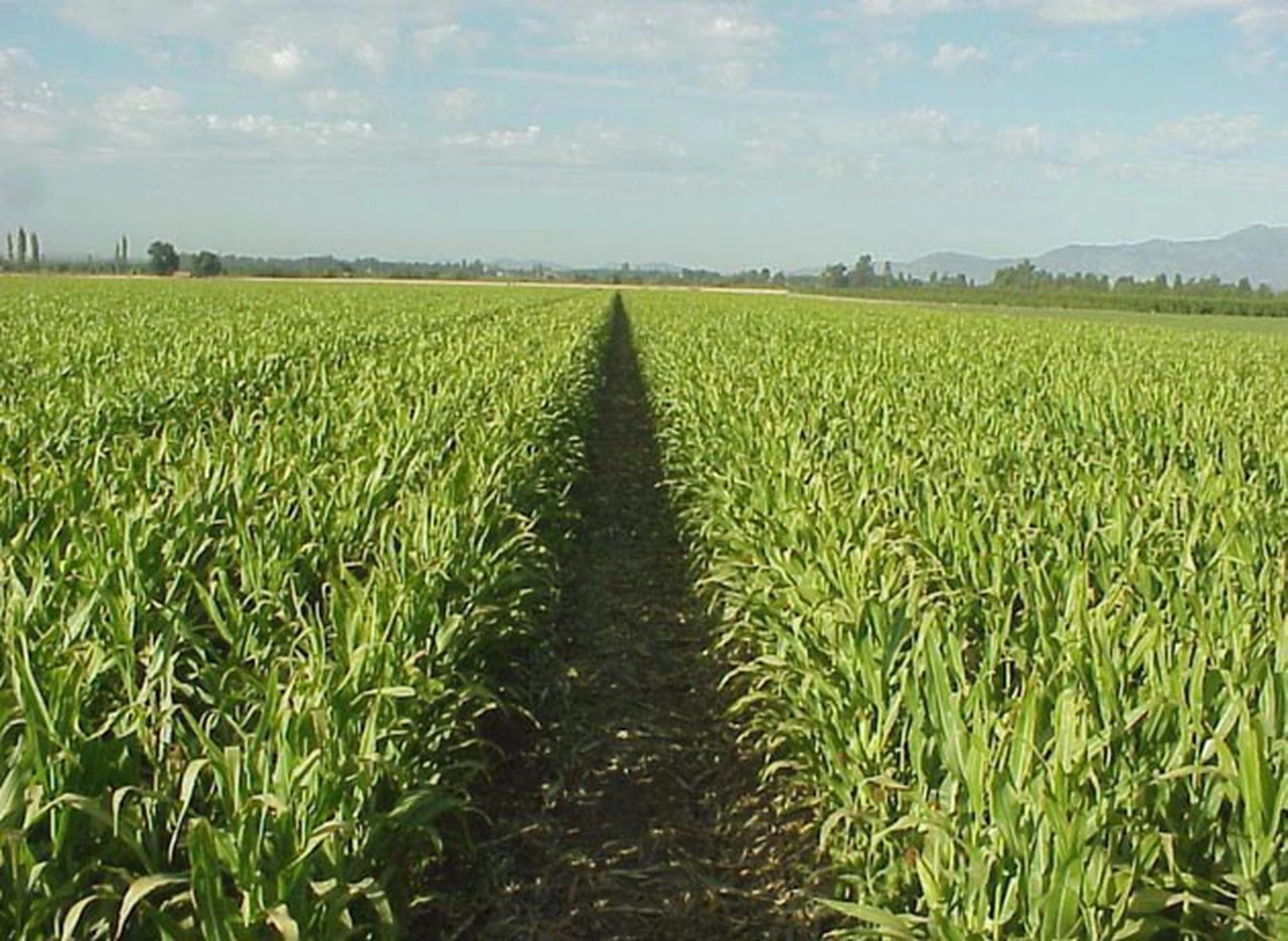Argentina espera exportaciones récord de maí­z por más de 22 millones de toneladas
