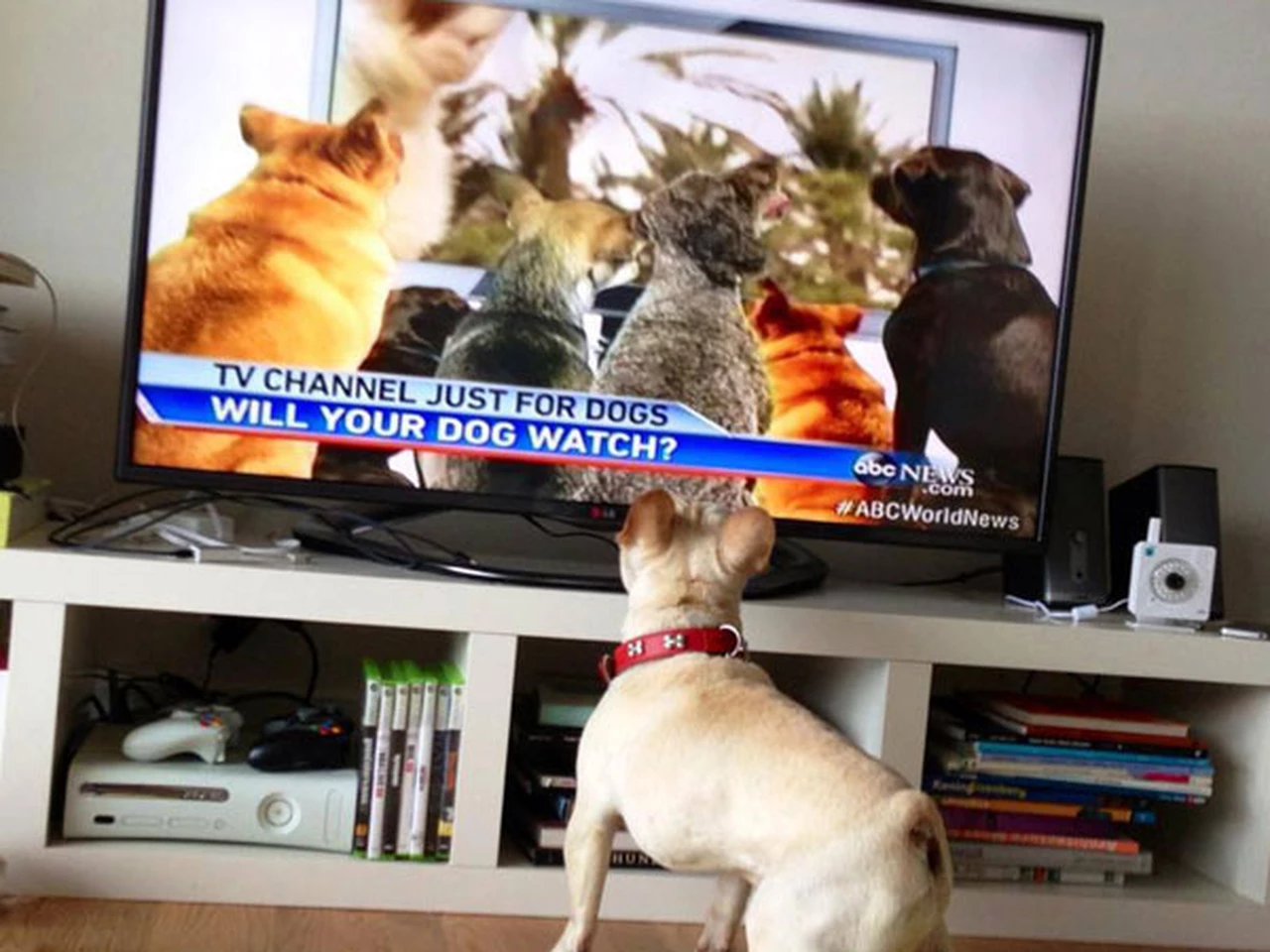 Debutó en EE.UU. el primer canal de TV exclusivo para perros