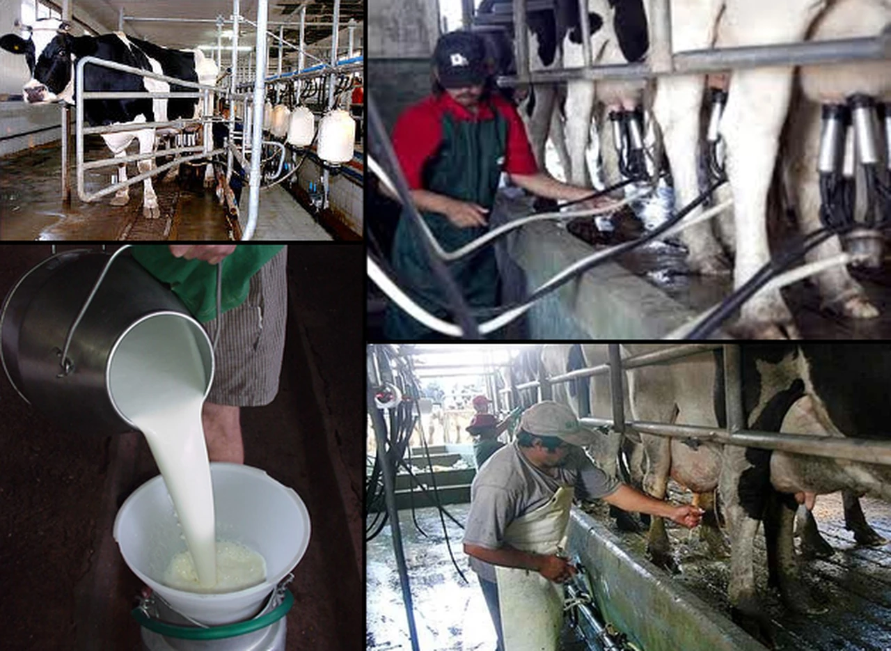 Uruguay desplazó a la Argentina en exportaciones de leche a Brasil