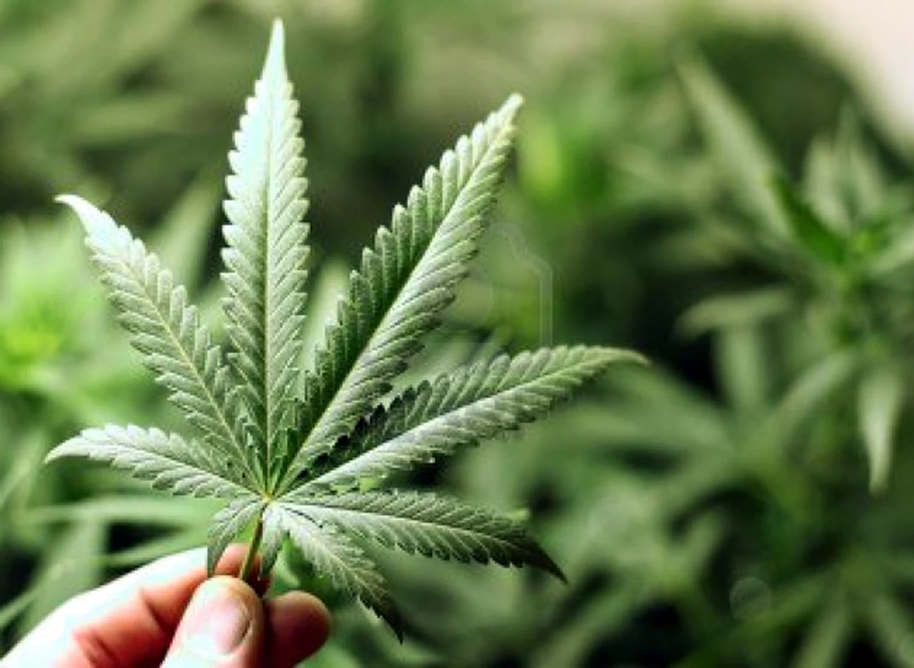 En Uruguay el Estado venderá marihuana "oficial" a 1 dólar el gramo 