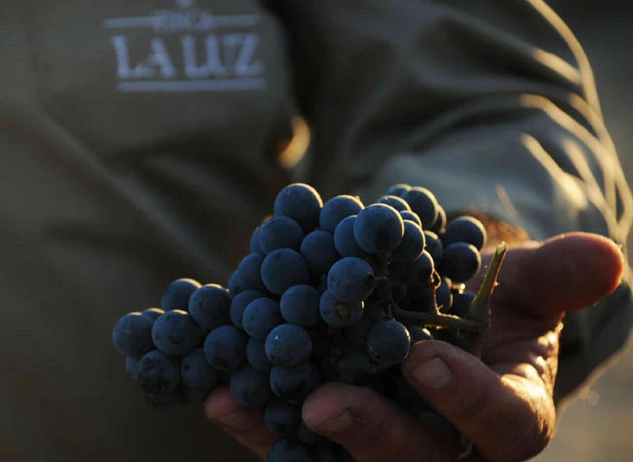 Advierten que peligran 3.000 puestos de trabajo en la industria vitiviní­cola