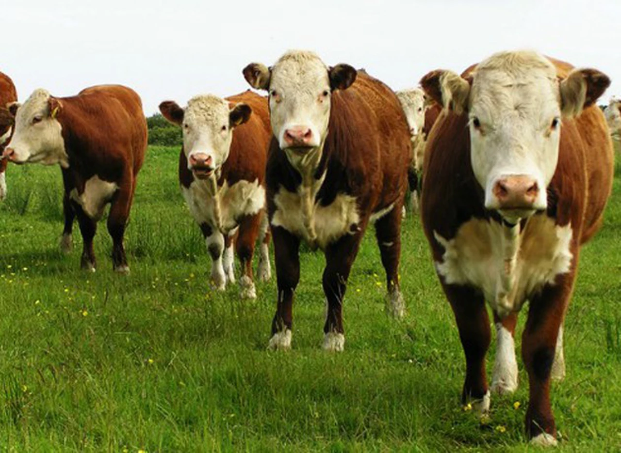 Los buitres ahora hicieron lobby contra las exportaciones de carne argentina