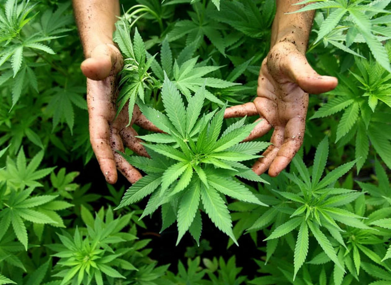 La legalización del cannabis medicinal está a un paso de convertirse en ley