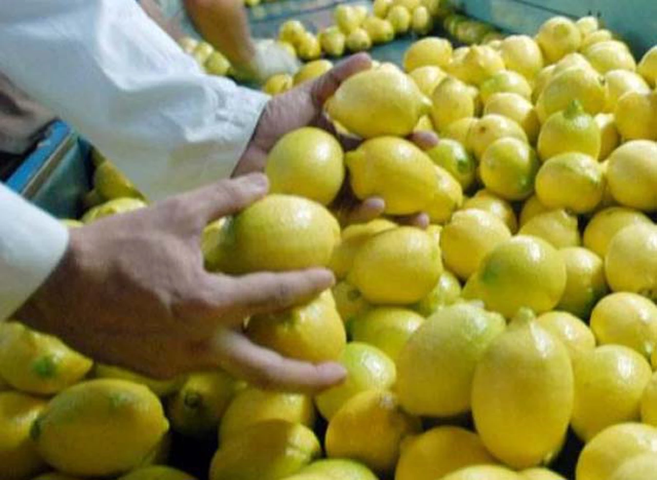 Tras 15 años de frenos, EE.UU. permitirá el ingreso de limones argentinos