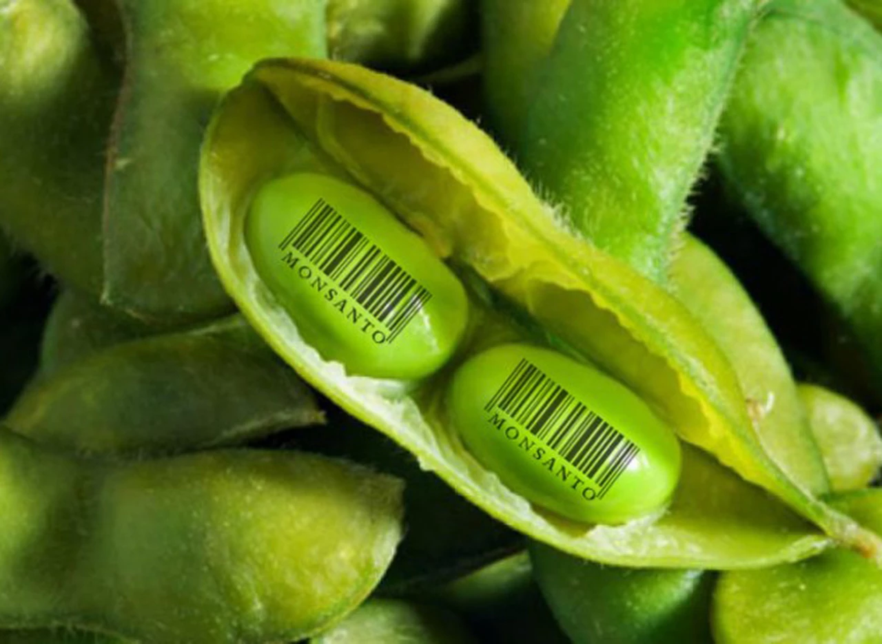 Monsanto busca imponer en el paí­s su sistema de cobro de patentes por semillas de soja