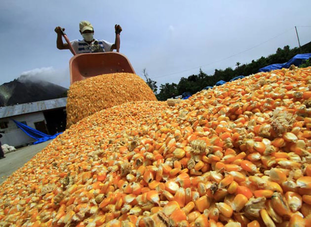 La cosecha de maí­z será de 22,5 millones de toneladas