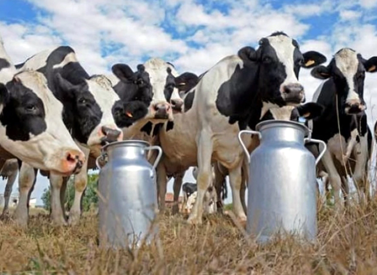 La leche es más barata en Uruguay y sus tamberos obtienen ganancias más altas que los argentinos