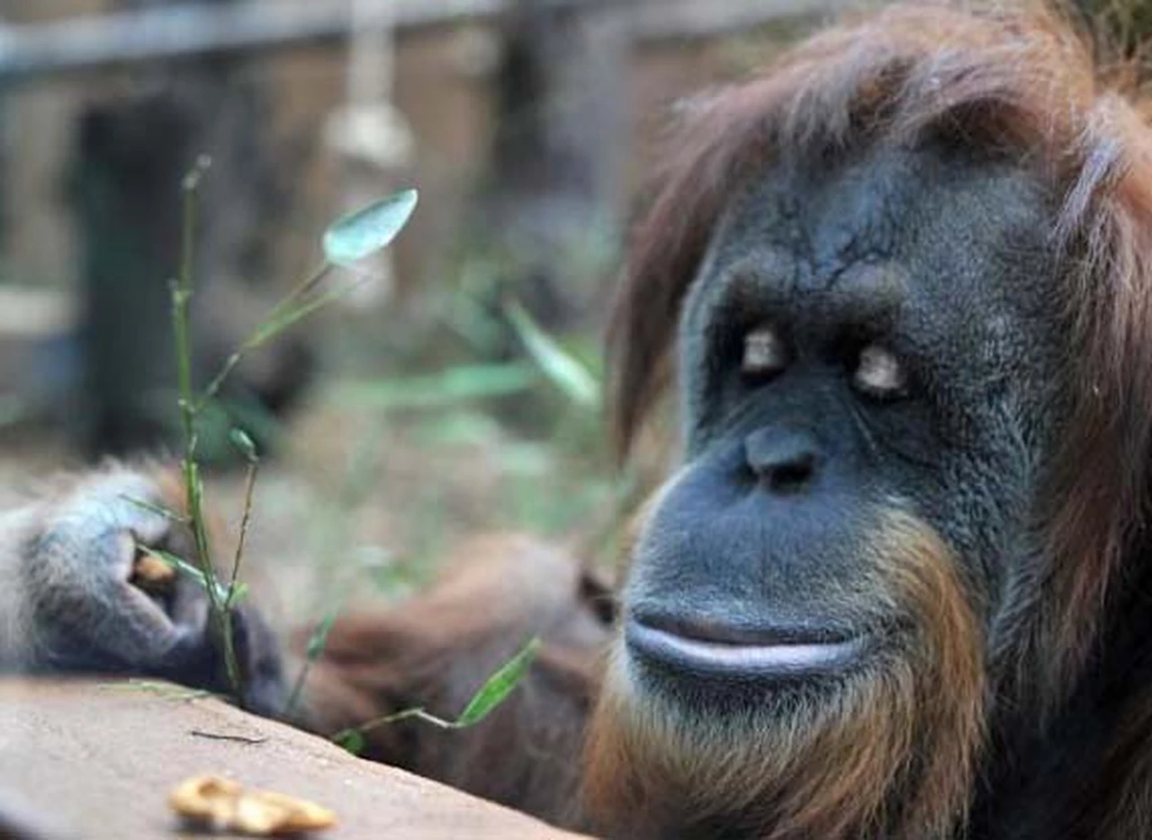 Una orangutana del Zoo porteño obtiene la "libertad" tras un fallo de Justicia