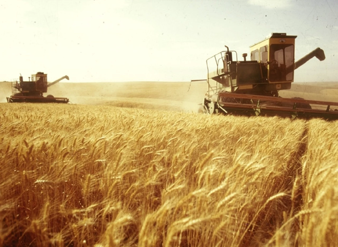Argentina elevó la estimación para la cosecha trigo pero recortó el área para soja y maí­z
