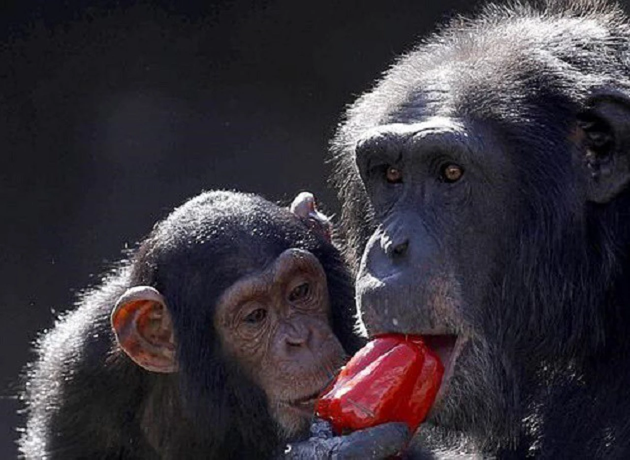 Afirman que el SIDA nació en 1908 por culpa de un chimpancé