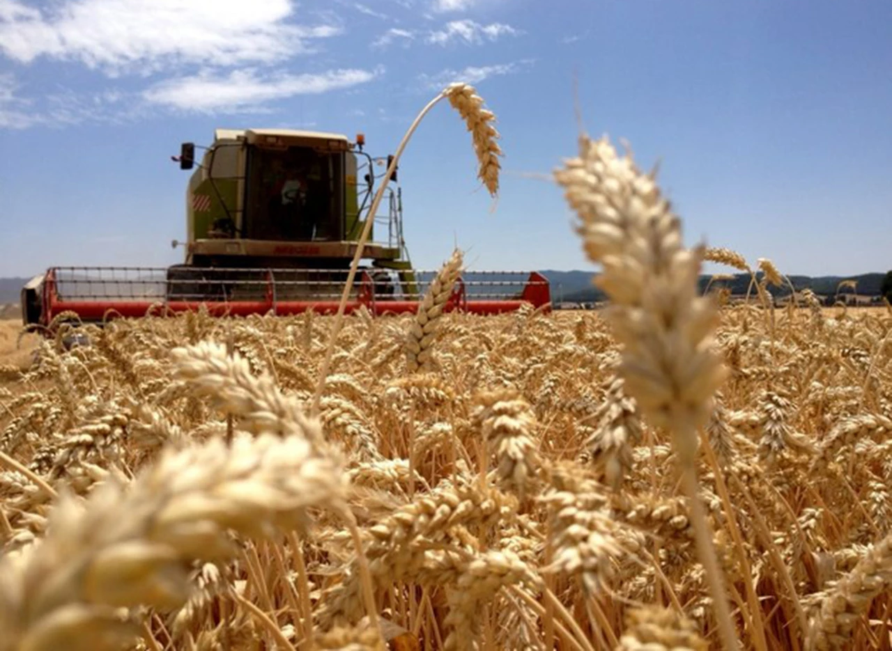 México podrí­a comprar hasta 50.000 toneladas de trigo argentino