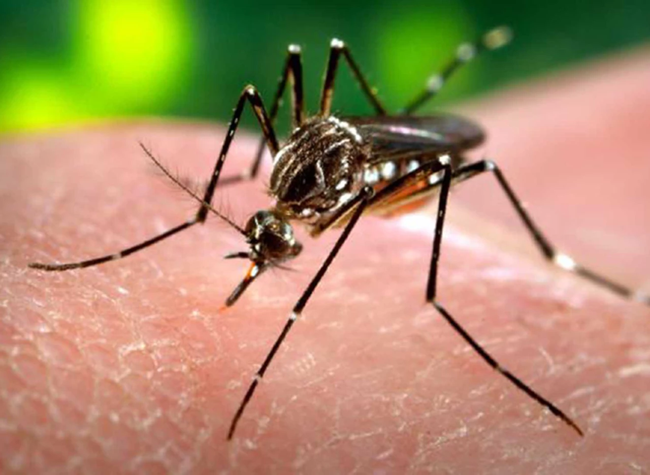 Alertan a los turistas que viajen a Brasil por el virus Zika