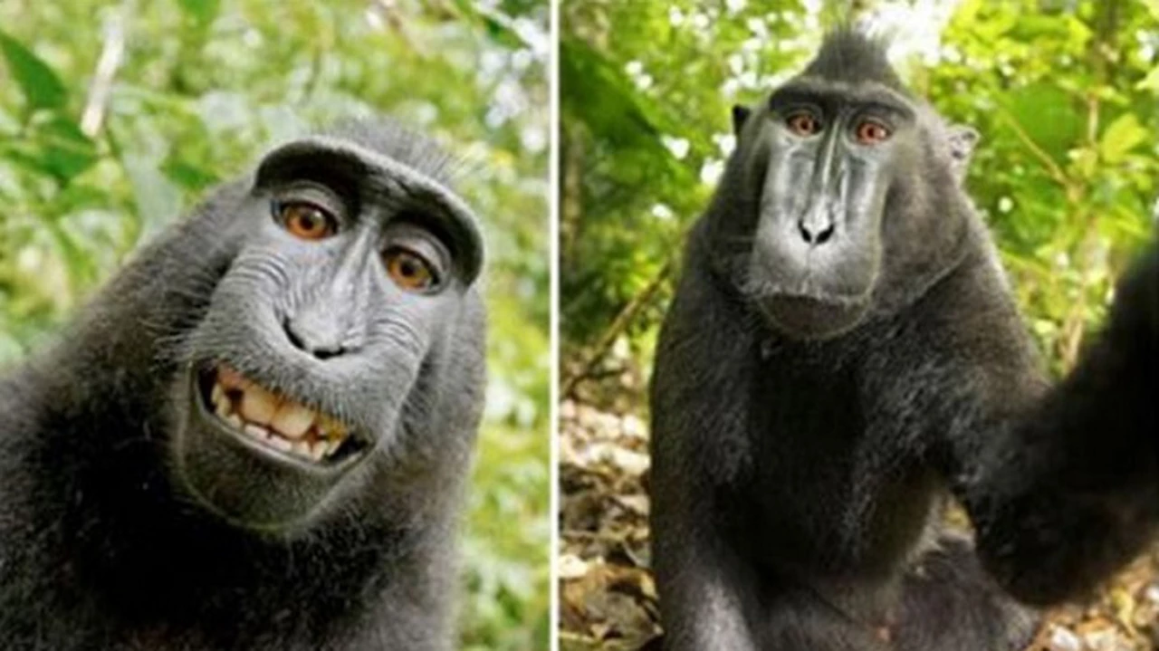 La pelea judicial entre el "mono de las selfies" y el fotógrafo que usó sus imágenes llegó a su fin: qué acordaron
