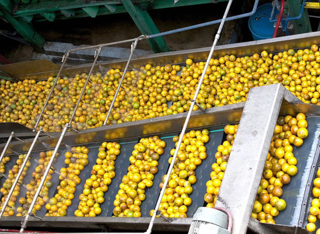 Productores: "Serí­a un golpe que Estados Unidos ya no vuelva a autorizar el ingreso de limones"  