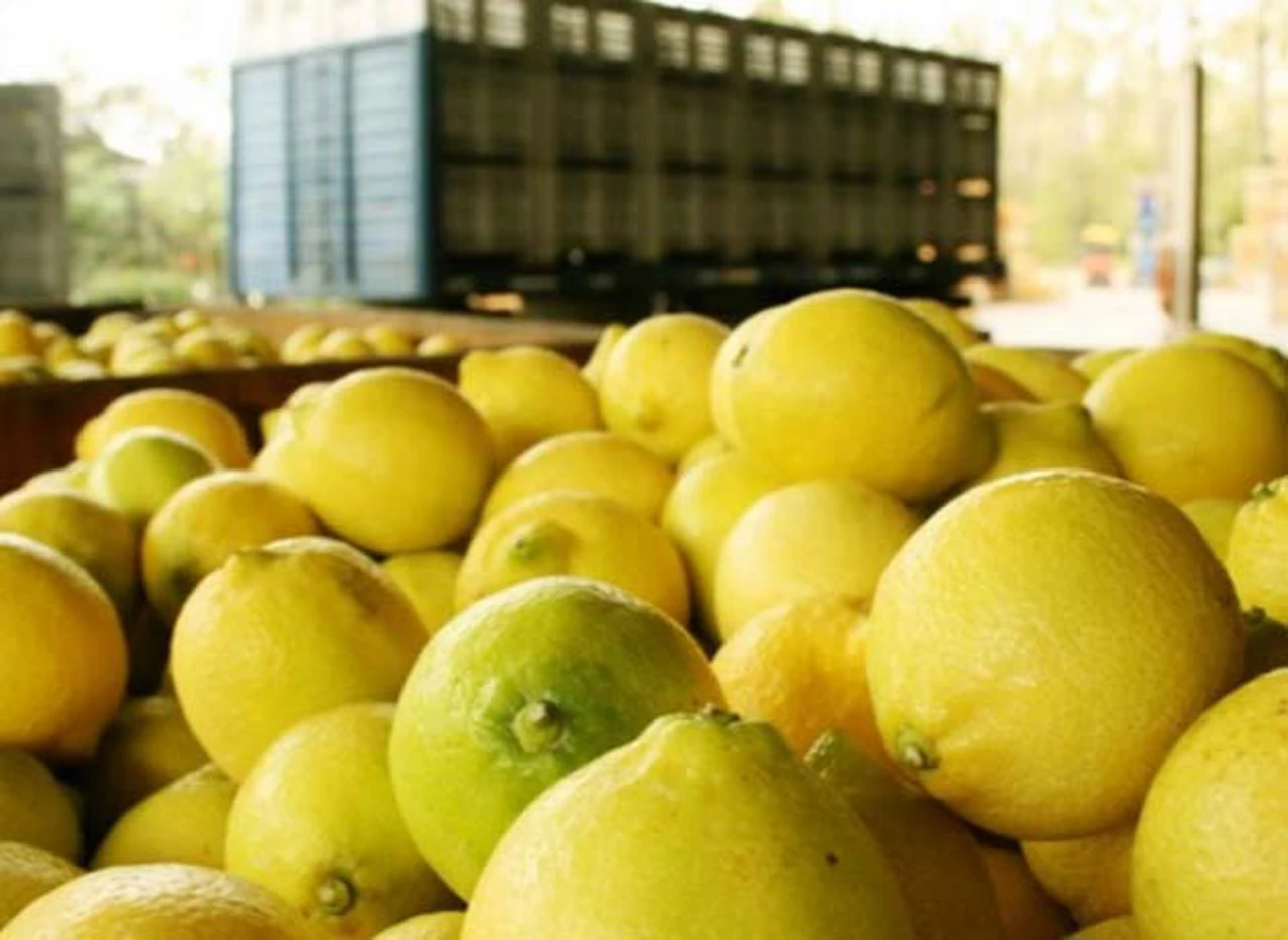 Un pequeño guiño para Macri: los Estados Unidos vuelve a importar limones argentinos