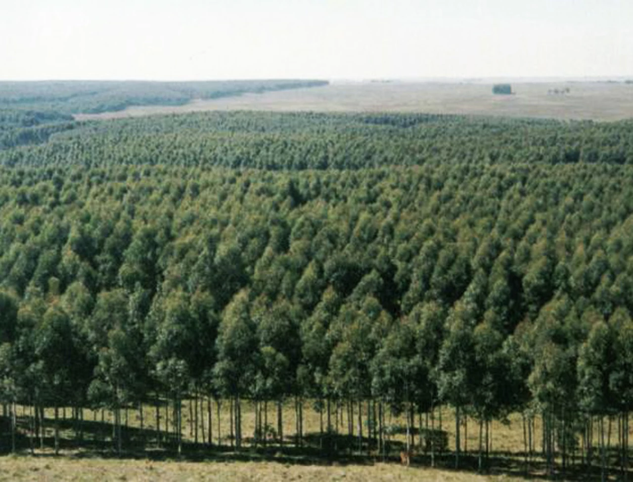 Monsanto plantará 4.000 árboles en Argentina durante este año