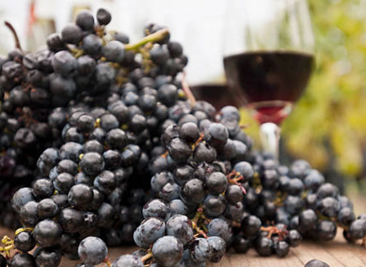 Según expertos, la calidad de los vinos argentinos de la cosecha 2017 es excepcional