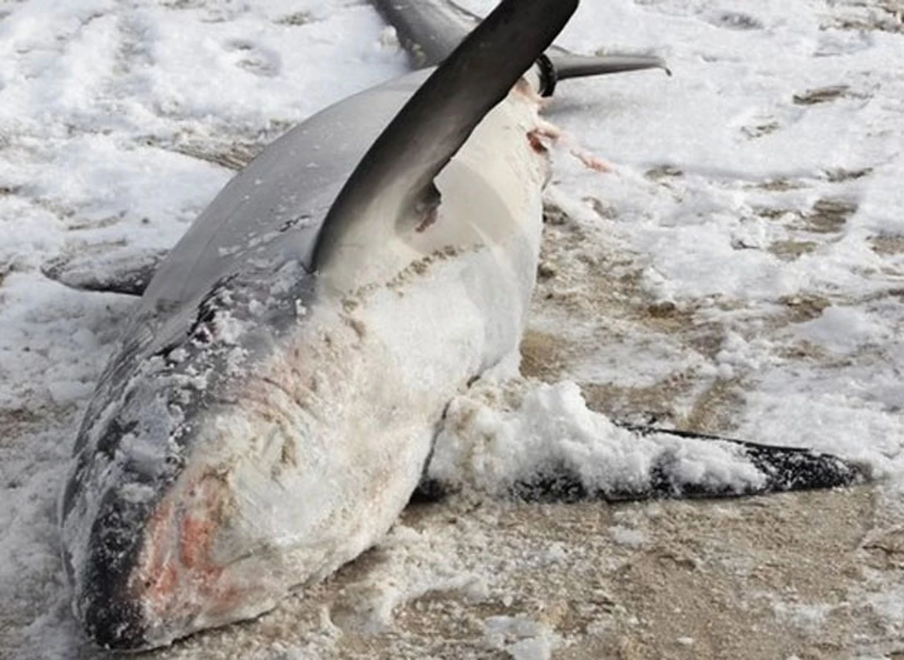 Ola de frí­o en EE.UU.: el mar y los tiburones se congelaron en Massachusetts