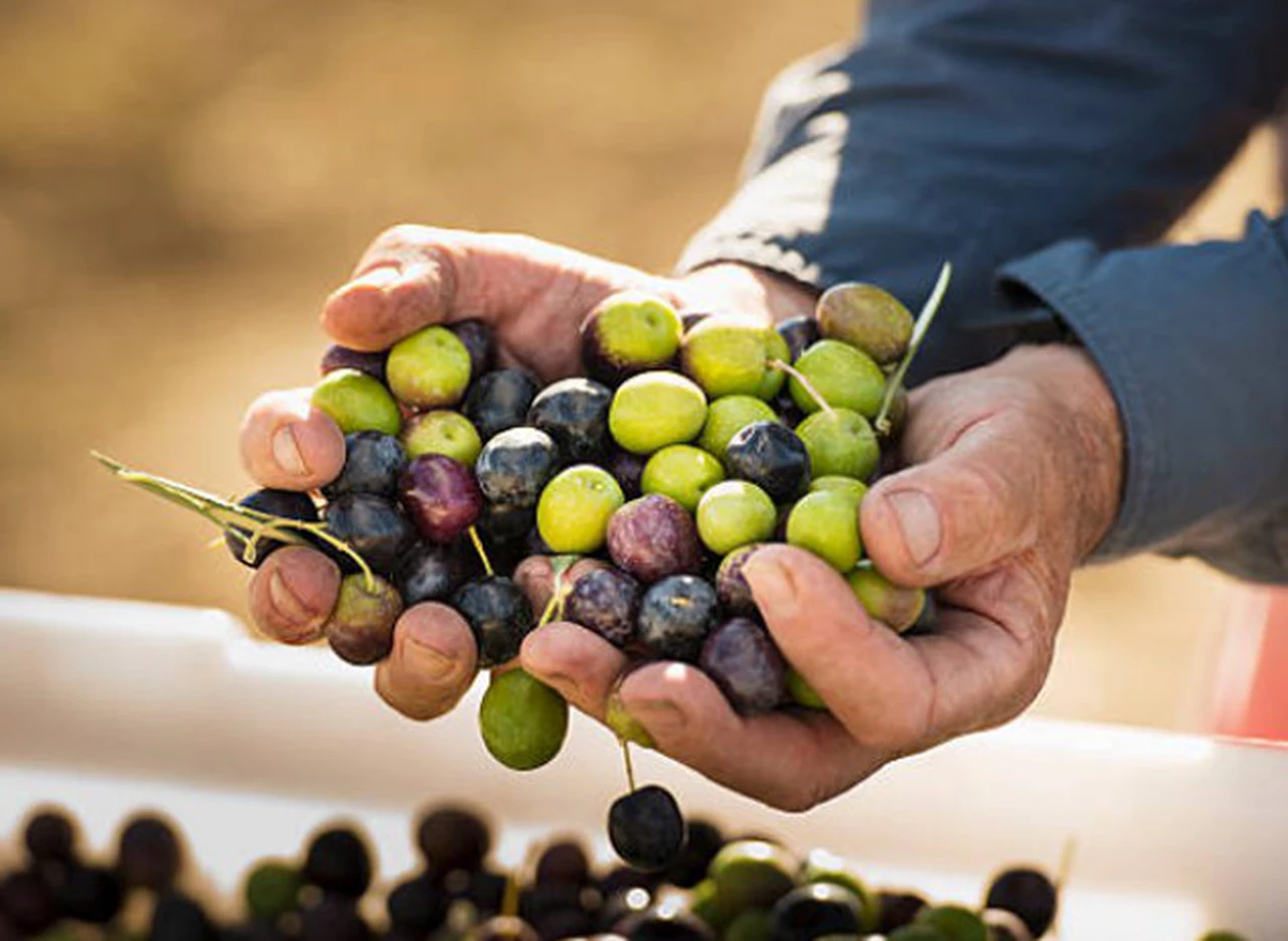 Productores de aceite de oliva alertan que acuerdo de libre comercio con la UE destruirá "miles de empleos" 