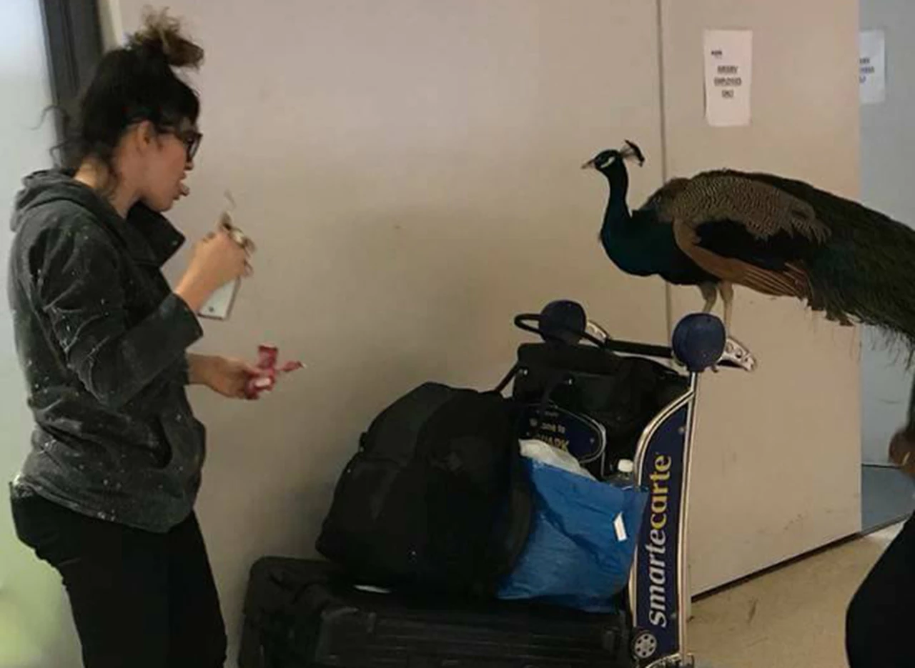 United Airlines le impidió abordar a una mujer que viajaba con un pavo real como "apoyo emocional"