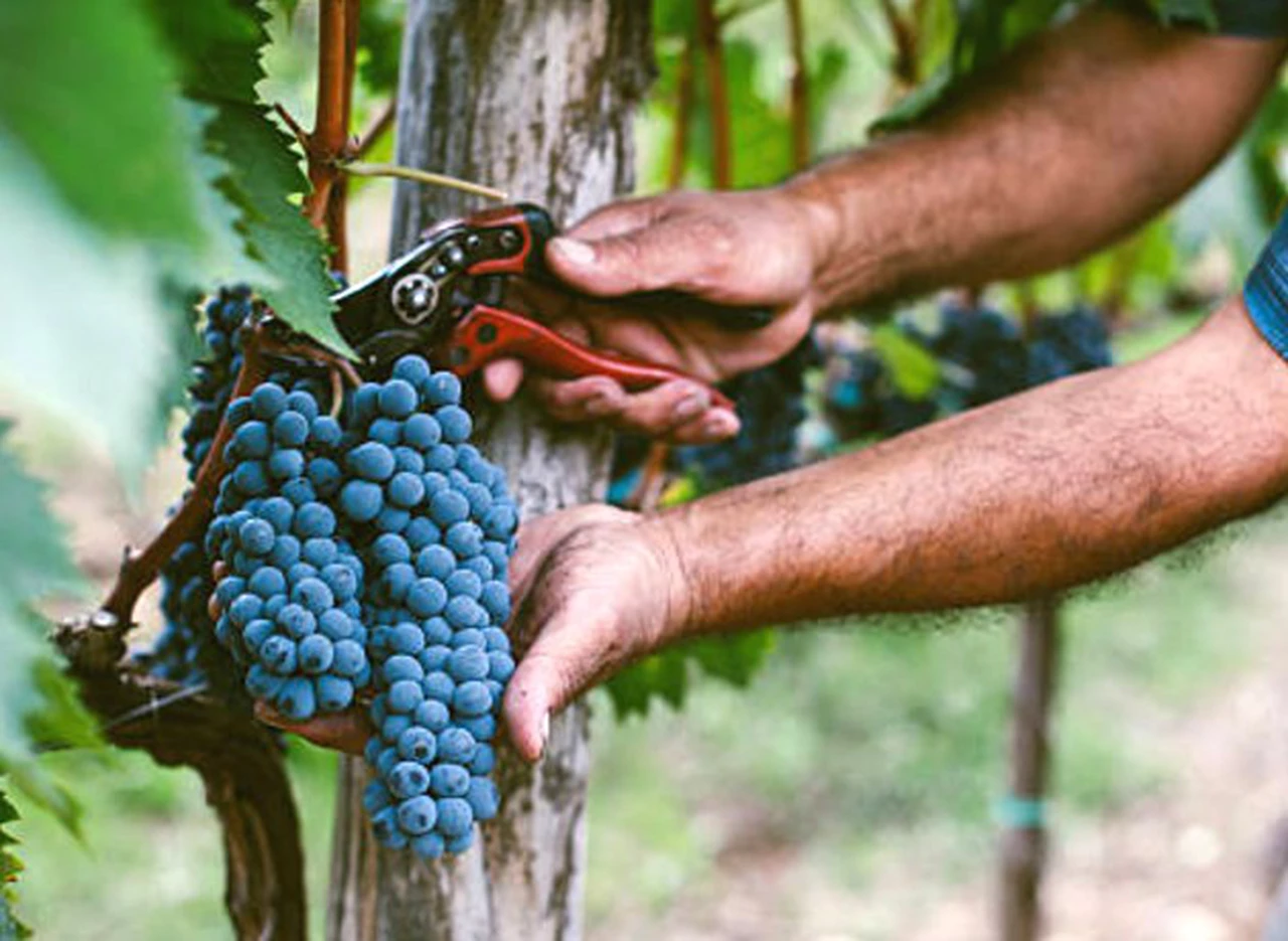Vinos: la cosecha de uvas creció 20% pero dejó 500.000 toneladas menos que en 2013 