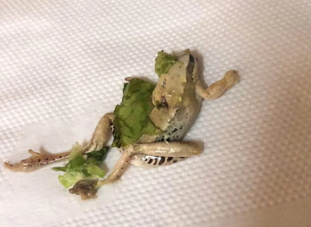 Palermo: pidió una ensalada en un conocido restaurant y le llegó con una rana