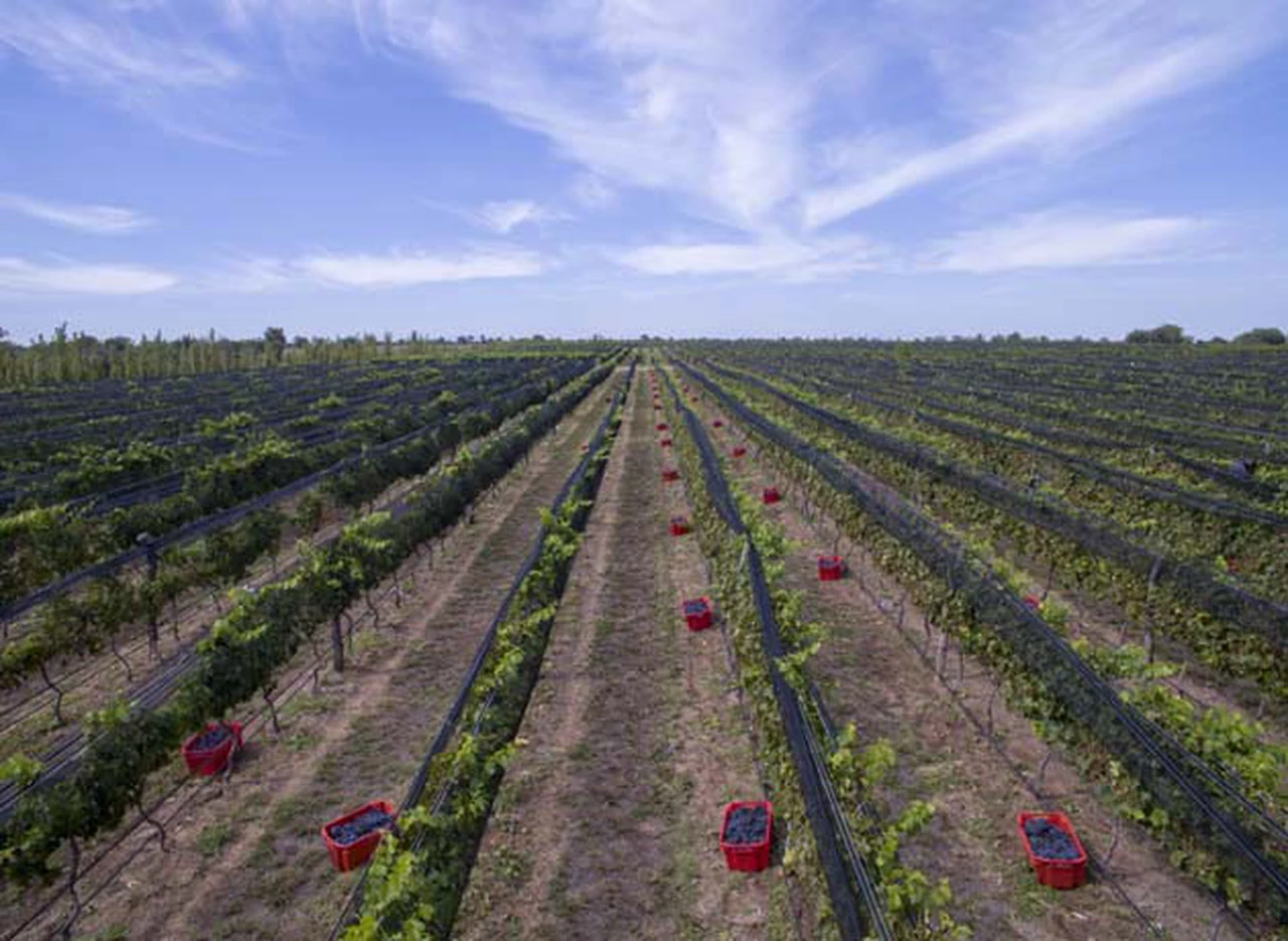 Nuevos vinos para redescubrir Córdoba: conocé el proyecto de la bodega Terra Camiare  