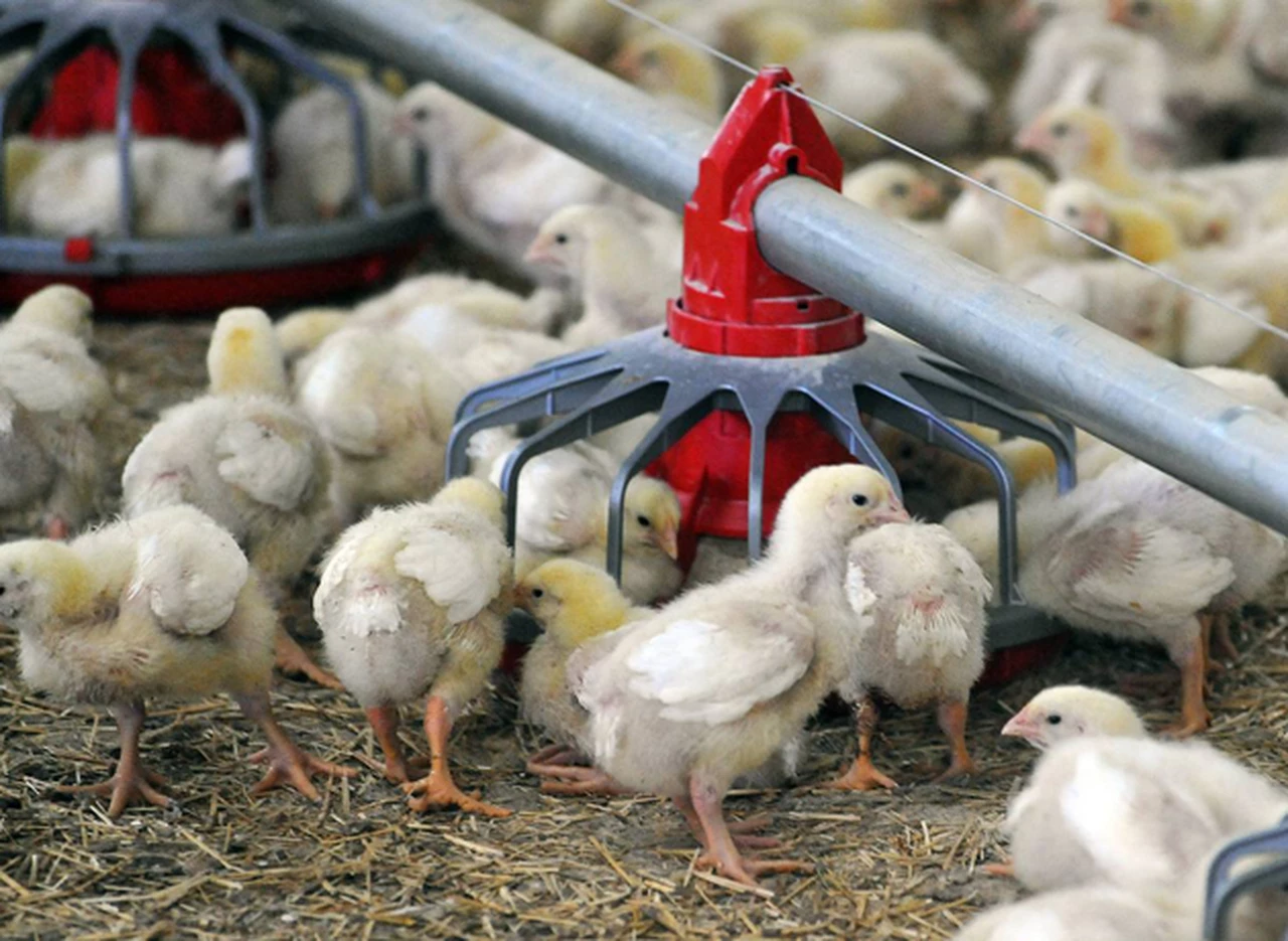 Dueños de Paty echarán al 40% de los empleados de la aví­cola Avex