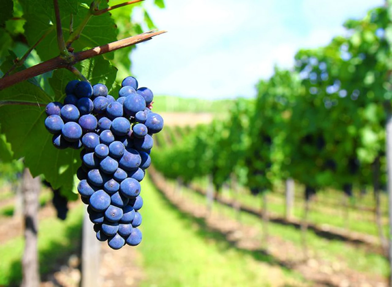 Etchevehere dejó plantado al sector vitiviní­cola que no puede aprovechar las ventajas del dólar alto